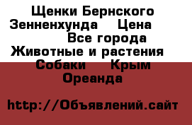 Щенки Бернского Зенненхунда  › Цена ­ 40 000 - Все города Животные и растения » Собаки   . Крым,Ореанда